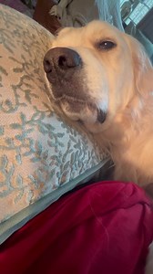 Dis Bubba tired Lisa. 🛌 Bedtime Bubba | Along Came Polly, Rosie and Bubba