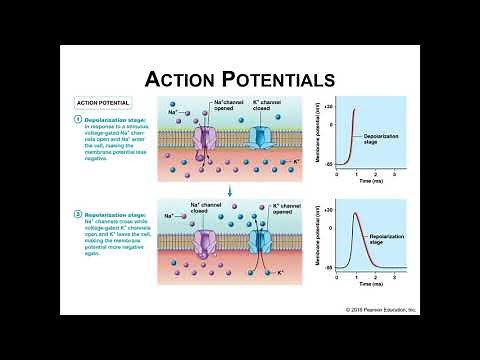 Action Potentials of Skeletal Muscles
