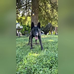 1K views · 14 reactions | Zayla says: Online orders are finally caught up! Thank you everyone for your patience. Don't forget to check out the store, we have apparel, supplements, tugs and other toys! https://www.woofproject.org/shop-cuu1 | Woof Project Rescue | Facebook