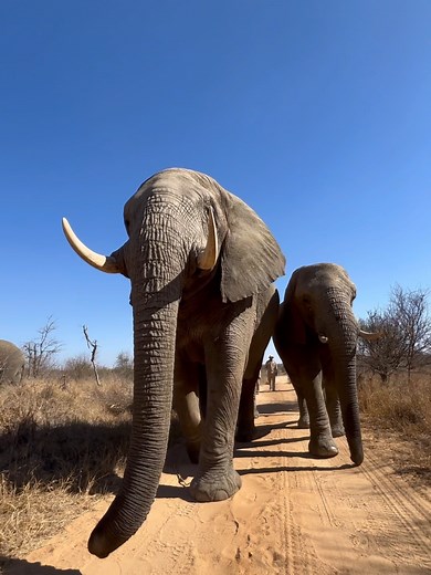 Sebakwe and Setombe, the dominant bull and cow, lead the herd through the bush 🐘🌿 #everyelephantneedsaherd #africanelephants #elephantlove #elephants