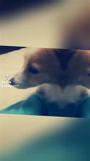 Badger@💯 (@badger2915)’s videos with original sound - Badger@💯