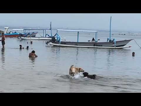 Dogs bathing in the beach 🐶🌊
