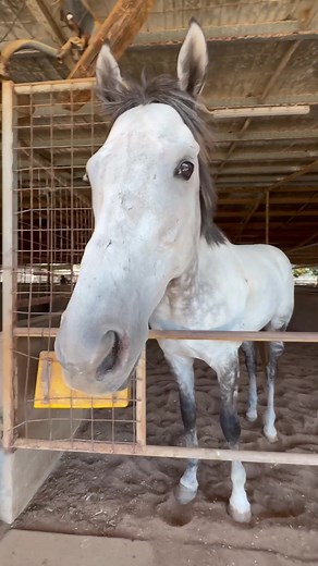 Beautiful Thoroughbred Horses in Horse Racing Videos