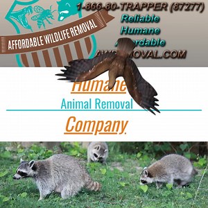 19 reactions | Proudly and Professionally Serving Volusia County and Neighboring Cities. 100% Humane Trapping & Animal Removal. Insulation Blow-in / Take Out. Scent Removal & Dead Animal Corpse Removal. | Affordable Wildlife Removal | Facebook