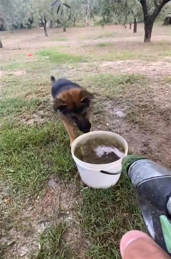 Funny Water Play Moments with Dogs