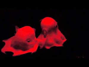 Flapjack octopus swims