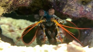 A little self-care goes a long way! The beautiful-yet-deadly peacock mantis shrimp has incredibly complex eyes, able to see in both infrared and ultraviolet spectra. With 16 color-detecting receptors compared to the three that humans have, it can see many more colors than we can. This mantis shrimp at Shedd was seen cleaning those incredible peepers! | Shedd Aquarium