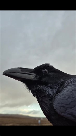 Ragnar and the Ravens: Feeding Friends in the Snow