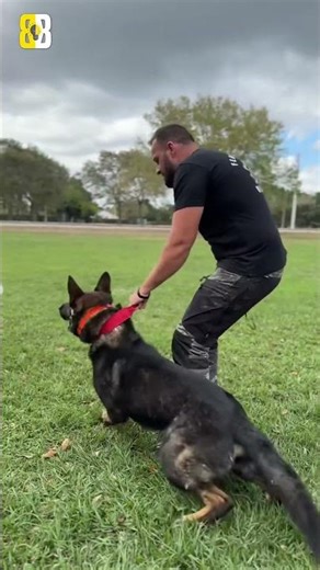 German shepherd | Most Loyal Dog in the World? #animals #dog #germanshepherd