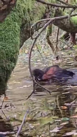 Took Cass the Harris hawk out for a fly today… and he decided it was...