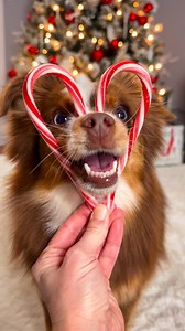 69K views · 506 reactions | Candy cane cutie 殺 #dog #dogsofinstagram #christmasdog #australianshepherd #candycane #dogreels #christmas #happydog #doglover #doglife | Ember Toy Aussie | Facebook