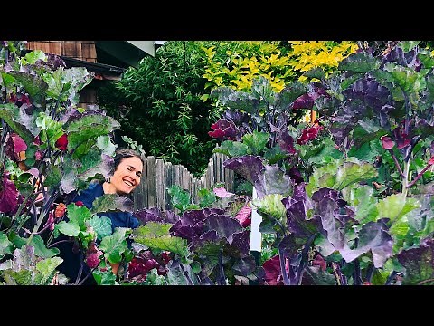 Everything You Need To Know About Purple Tree Collards