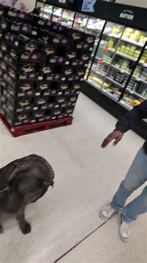 Dad gave him the confidence to pet Shadow🥹🐾 Would you Pet or Hide? #Viral #dog #pet #fyp #funny