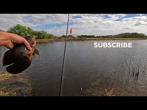 How To Catch an Oscar In Everglades