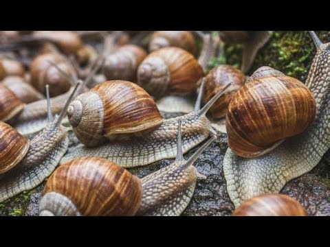Unveiling the Secret Life of Snails: Nature's Tiny Marvels