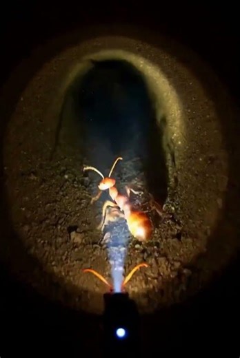 Underground Animal POV 🐜 Tiny Camera Inside a Colony | Scientific Experiment Footage #pov