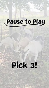 2K views · 14 reactions | Discover the life-changing benefits of goat milk soap – your skin will thank you! 識 #GoatMilkSoap #SkinCareRevolution | Goat Milk Stuff | Facebook