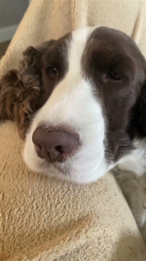 Doggy cute for you page