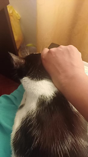 Charming Black and White Cat Enjoys Gentle Petting