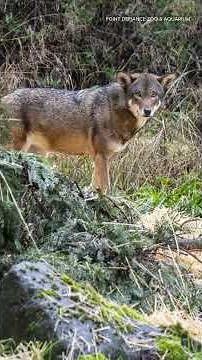 Point Defiance Zoo welcomes new red wolves