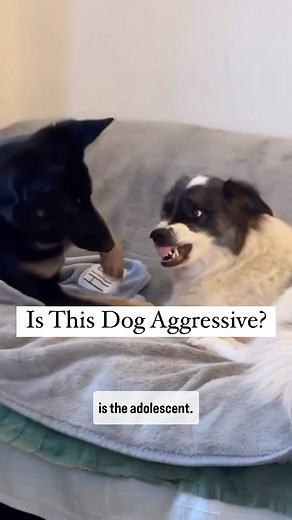 1.4M views · 58K reactions |  Dog Body Language  This is a...