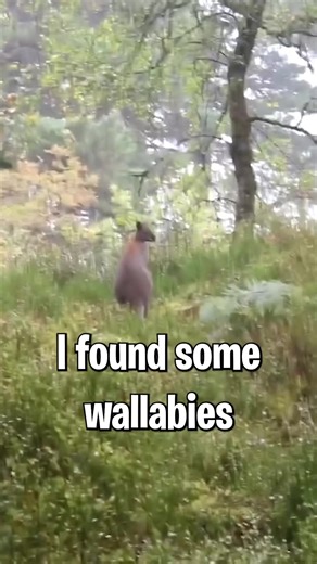 Wild Wallabies in the UK: Discovering a Surprising Wildlife Population