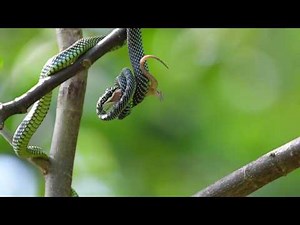 Paradise tree snake Chrysopelea paradisi