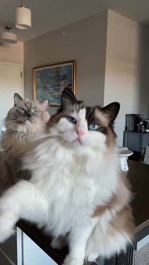 Mesmerizing Cat Dance: A Coincidence or Choreographed?