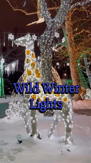 24K views · 107 reactions | More than 1.5 million lights are dazzling the Cleveland Metroparks Zoo for Wild Winter Lights, happening now through Dec. 30. ✨ Walk through the light displays, meet Santa and other costumed holiday characters, enjoy free carousel rides, a 4D movie, dance party and more! They also offer a drive through experience on select nights. | Northeast Ohio Parent | Facebook