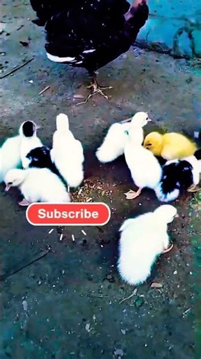 Raising Chinese Geese: Everything You Need to Know