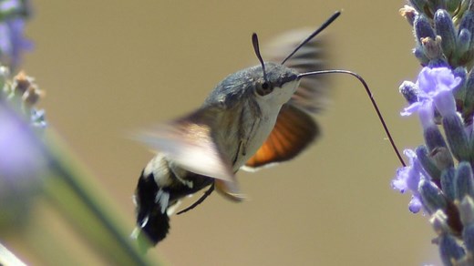 Sphinx colibri : taille, description, biotope, habitat, reproduction