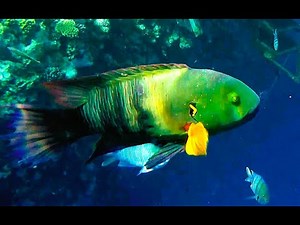 Les plus beaux poissons de mer rouge et de l'océan Indien le Labre à franges (Cheilinus lunulatus)