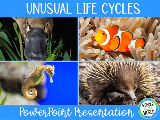 Unusual animal life cycles PowerPoint presentation KS2 | Teaching Resources