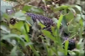 Strange lizard behavior.