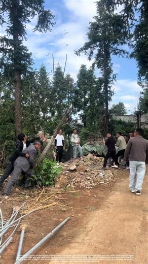 Common Mistake in Removing Dead Trees: Blind Tugging Harms Yourself and Others