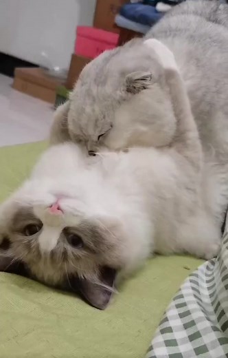 Cat Love: Romantic Moments of Cats Making Love