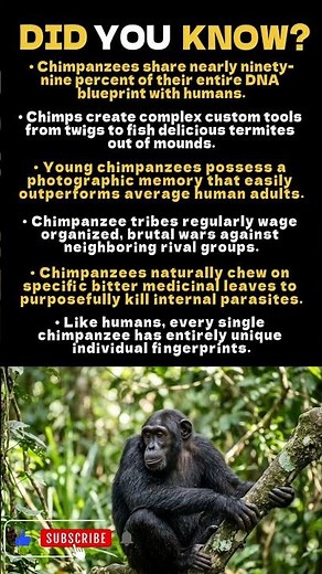 Shocking Chimpanzee Facts You Never Knew! 🐒🧠