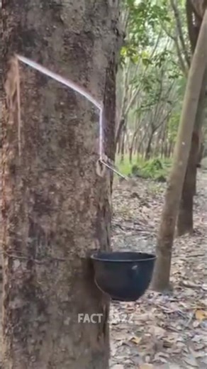 rubber tree from whose sap tires are made 😲 || #shorts