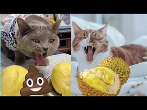 Funny Cats Reaction To Smelling Durian #2-Cute and Funny Cat Videos Compilation