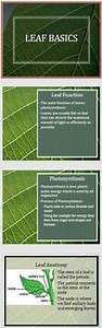 Leaf Basics Lecture 5 PowerPoint