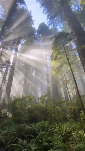 Standing beneath ancient redwoods in Northern California feels like stepping into another world. The quiet, the scale, the stillness. Some afternoons stay with you long after you leave. 📍 Redwood National and State Parks (NPS) 📷 @codymayer22 on IG #visitcalifornia #theultimateplayground #redwoods #northerncalifornia" | Visit California