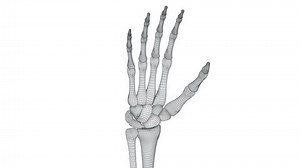 Hand. Looping. Alpha channel.