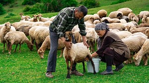 12K views · 709 reactions | Fresh Sheep Milk - Making Traditional Caucasus Cheese In The Village. | Minte Engelbert | Facebook