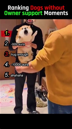 Ranking Dogs without owner support Moments 😅😱 #trending #funny #fail #dogs