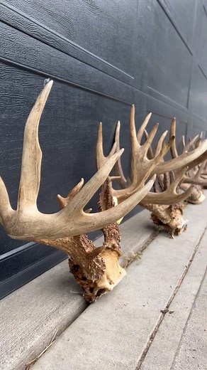 🎯Bowmar Bowhunting🎯 | 1 season, 7 bucks, all with a bow, & over 1,000 inches of antler. It’ll be tough to top a season like that! But we’ve worked harder than... | Instagram