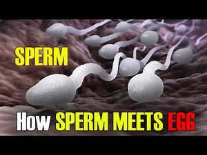 Fertilization | How Sperm Meets an Egg? Fertilization I Incredible 3D Animation!