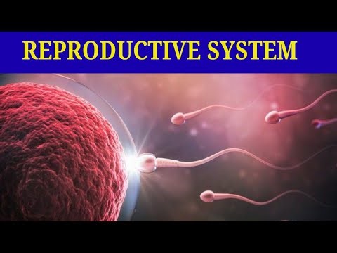 Part 9: Reproductive system/ስርአተ ተዋልዶ