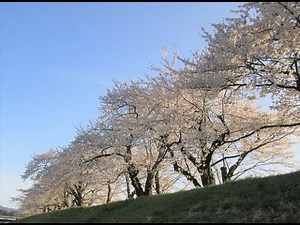 2022年4月24日 角館の桜開花状況-4