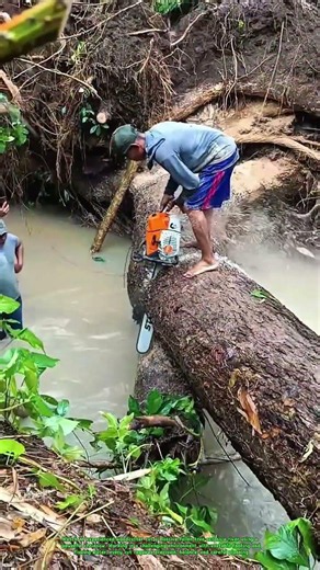 River Log Cutting with a Chainsaw – Extreme Forestry Skills in Action!