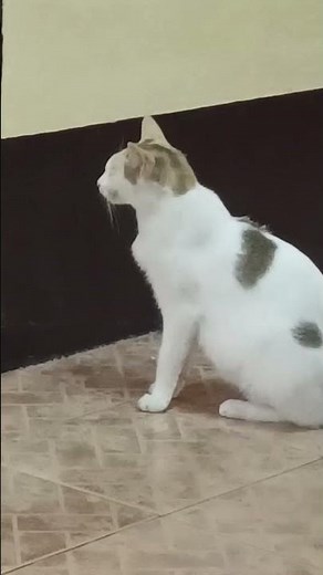 What do you mean 'no cats allowed' 😼